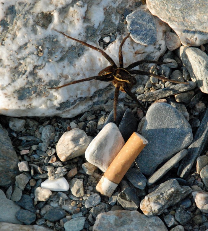 Dolomedes sp.